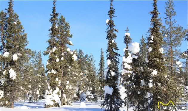 我是新手过足瘾！乐翻天的芬兰北极圈狗拉雪橇