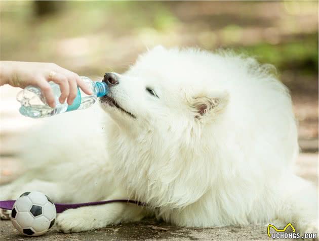 给狗狗喝水之前，主人需要知道这几件事，对狗狗有好处