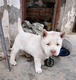 中华田园犬有八大优点，怪不得养过的人都说它好