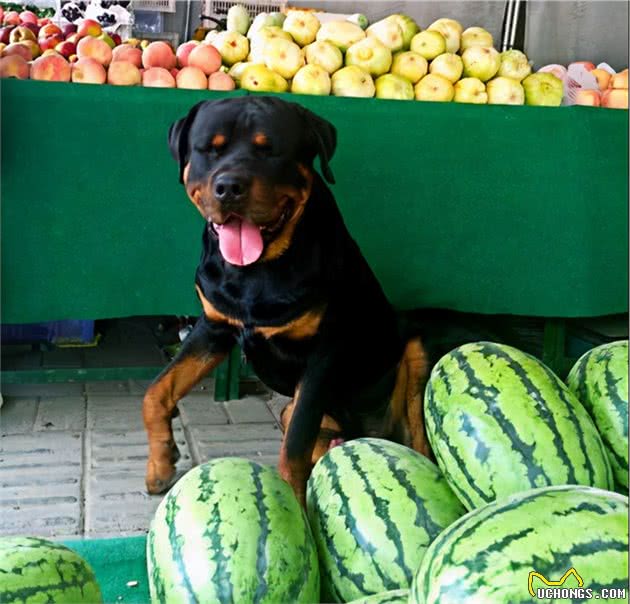 “猛犬”罗威纳为何那么多人喜欢饲养？看到这五个优点，我爱了