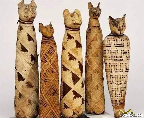 英国小镇在翻修房屋的时候,天棚中掉下猫木乃伊,这风俗源于埃及