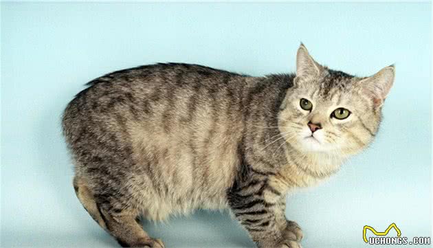 英国小镇在翻修房屋的时候,天棚中掉下猫木乃伊,这风俗源于埃及