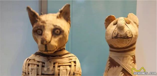 英国小镇在翻修房屋的时候,天棚中掉下猫木乃伊,这风俗源于埃及