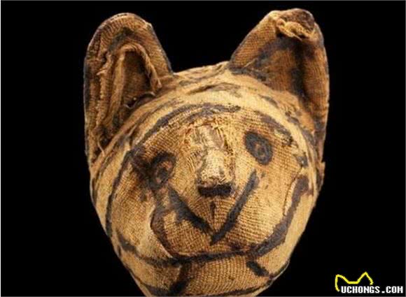 英国小镇在翻修房屋的时候,天棚中掉下猫木乃伊,这风俗源于埃及