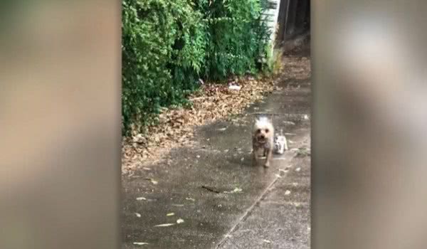 约克夏犬散步完回家，后面却紧跟着只猫咪，狗狗：主人我要养它