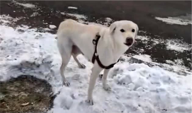 刚生完小狗的拉布拉多犬，被抛弃在冰天雪地，它的哀嚎声让人心疼