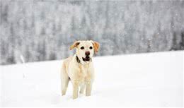 刚生完小狗的拉布拉多犬，被抛弃在冰天雪地，它的哀嚎声让人心疼