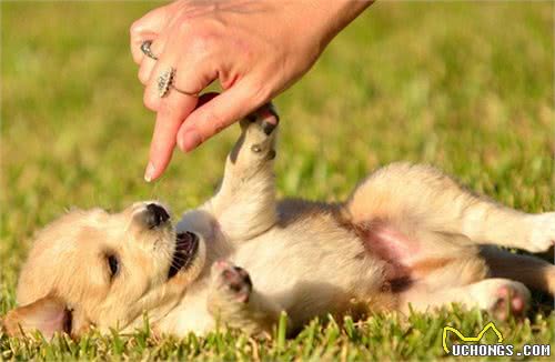 犬猫蛔虫病的流行病学规律