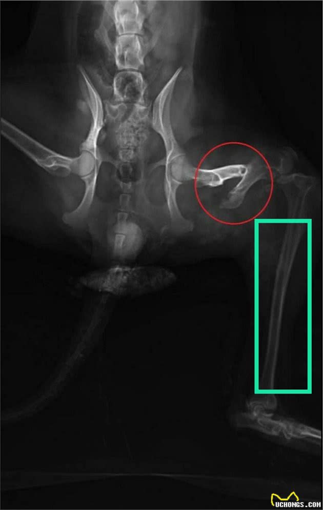 宠物医生帮你分析狗狗不同部位的骨折，该如何选择治疗方案