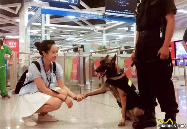 如果跟警犬打招呼，会有什么后果？会不会被它凶？