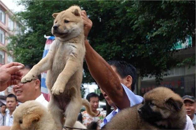 江湖人称“怪犬四侠”的狗，都是利益争夺的牺牲品