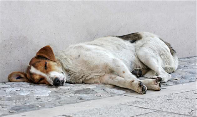 狗狗见人就尿，那是被吓的？其实不是，很有可能是犬类膀胱炎