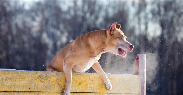 这4种狗，被称为“犬中四煞”，遇见了要绕路走