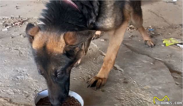 这4种狗，被称为“犬中四煞”，遇见了要绕路走