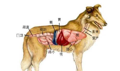 犬类营养小常识