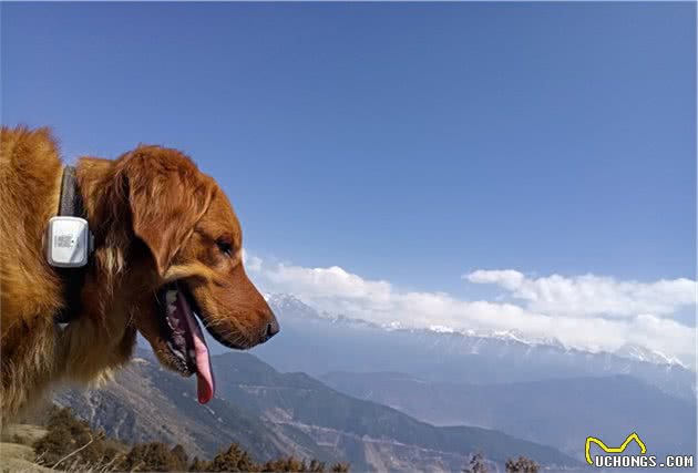 带狗狗上山，预防寄生虫只需一招，主人还要记得带这些东西