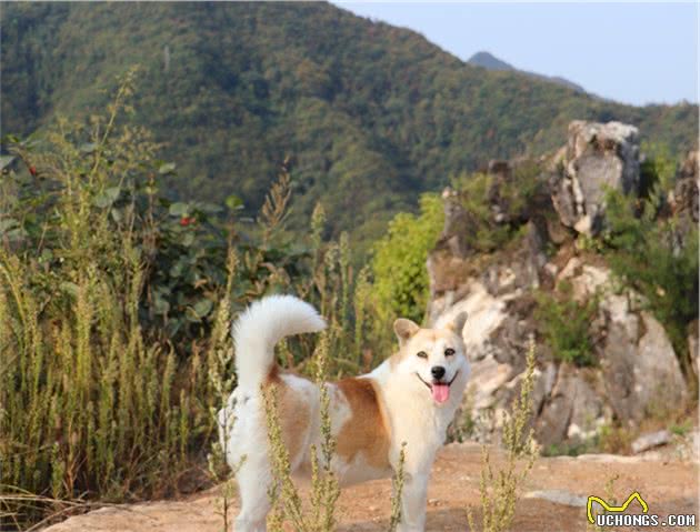 带狗狗上山，预防寄生虫只需一招，主人还要记得带这些东西