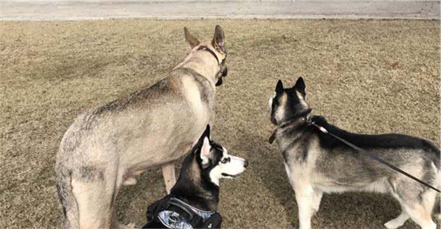 铲屎官为爱犬更换食谱，以生骨肉喂食后，狗狗身体健康还不拆家！