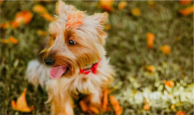 茶杯犬到底会不会长大，茶杯犬会长大多大？