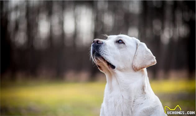 拉布拉多犬好养吗？看完它的优缺点，你就知道了