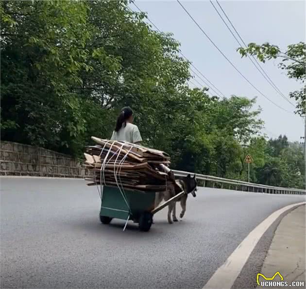 这才是哈士奇的正确饲养方法，不拆家，还会帮主人干活