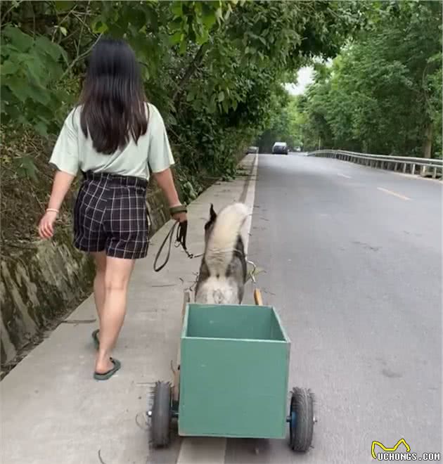 这才是哈士奇的正确饲养方法，不拆家，还会帮主人干活