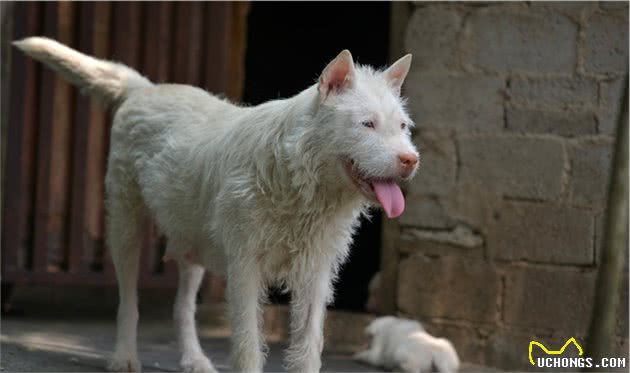 “柴门闻犬吠”可能不再有，中国土狗灭绝警钟敲响