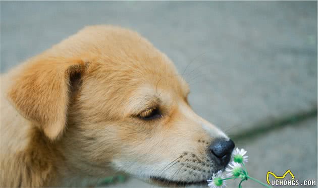 “柴门闻犬吠”可能不再有，中国土狗灭绝警钟敲响