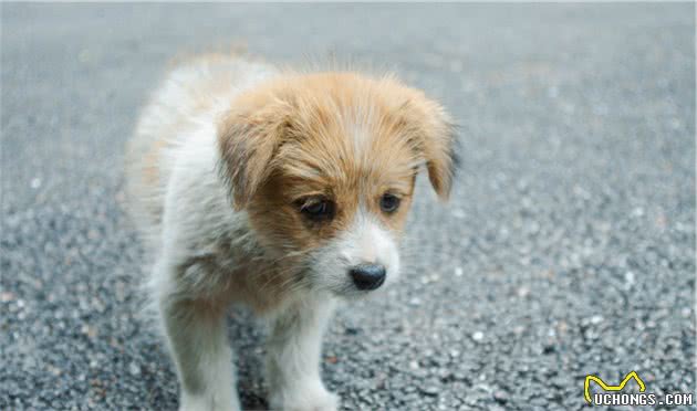 “柴门闻犬吠”可能不再有，中国土狗灭绝警钟敲响