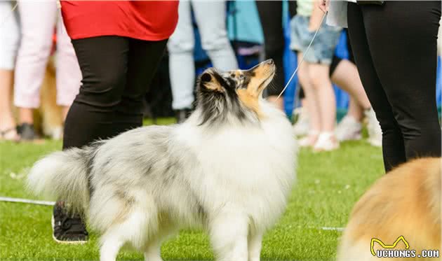 喜乐蒂牧羊犬的“6大优点”，不养你会后悔