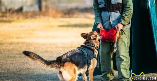 德国牧羊犬的6大缺点，看完还敢养的都是真爱