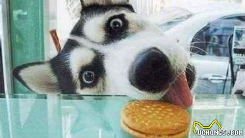 哈士奇的基本养护!