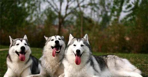 哈士奇的基本养护!