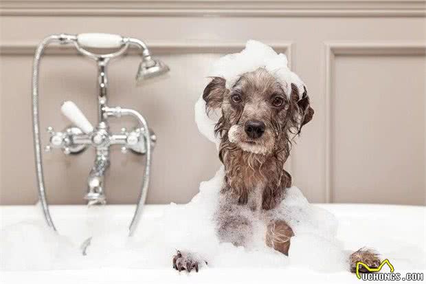 给泰迪洗澡正确的方法