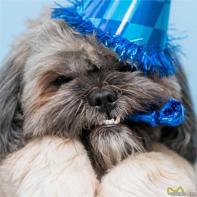 给泰迪洗澡正确的方法