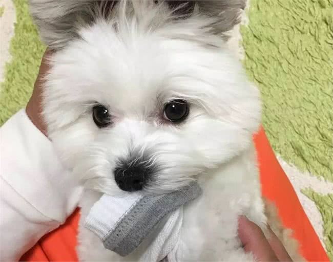 经常给狗狗吃这些东西,其会深深的爱上你,你相信吗?