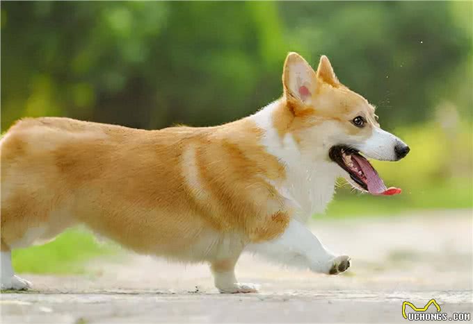 经常给狗狗吃这些东西,其会深深的爱上你,你相信吗?