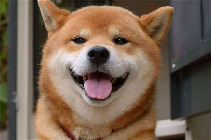 经常给狗狗吃这些东西,其会深深的爱上你,你相信吗?