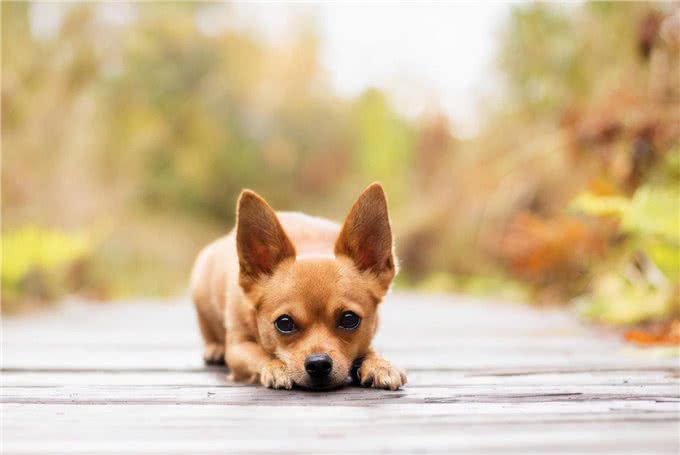 经常给狗狗吃这些东西,其会深深的爱上你,你相信吗?