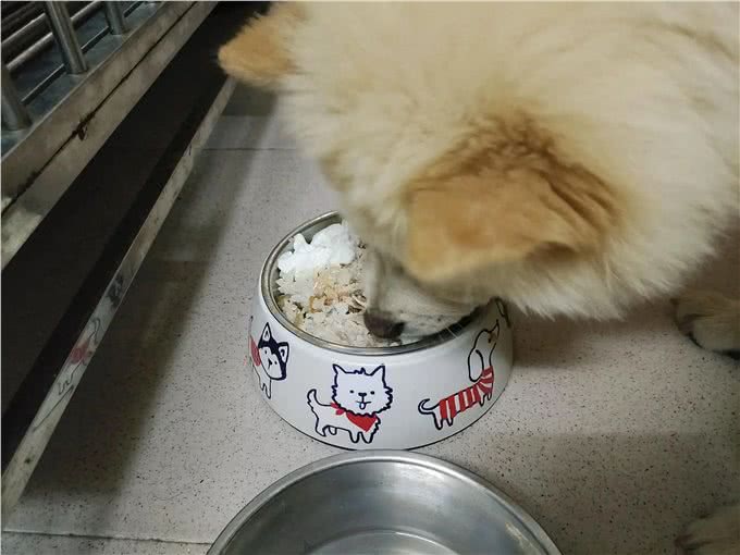 哪些主食可以给狗子吃?