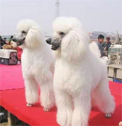 如果你是第一次养狗,这些基本知识一定要牢记