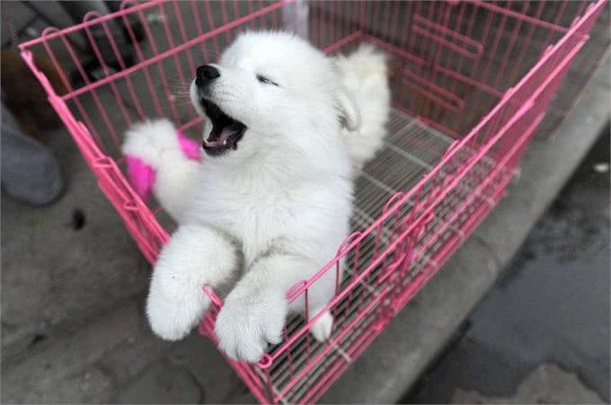 如果你是第一次养狗,这些基本知识一定要牢记