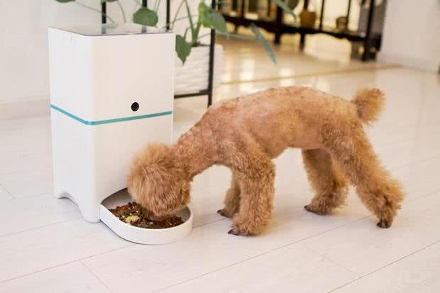 如果你是第一次养狗,这些基本知识一定要牢记