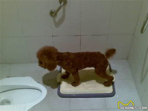 如果你是第一次养狗,这些基本知识一定要牢记