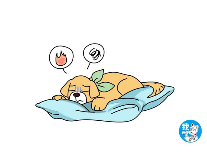 狗狗挑食怎么办?排除疾病原因后,需要使点儿小手段