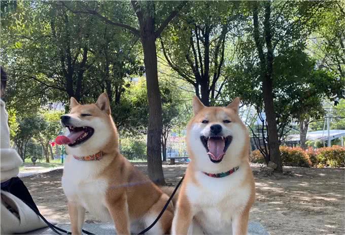 优秀幼犬是如何被培育出来的?