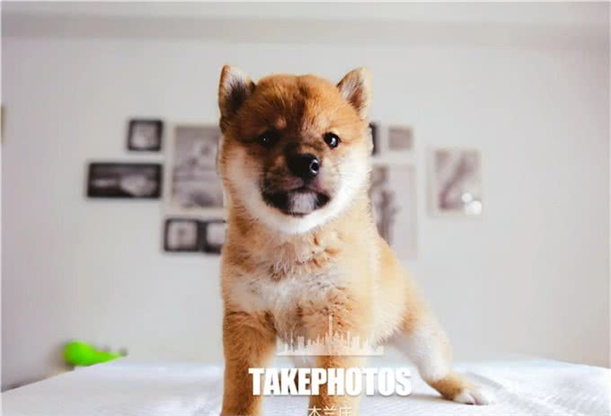 优秀幼犬是如何被培育出来的?