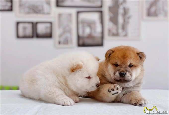 优秀幼犬是如何被培育出来的?