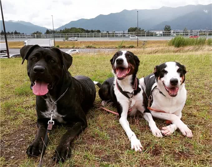 2种世界顶尖护卫犬,号称黑色飓风,喜欢以暴制暴的猛犬
