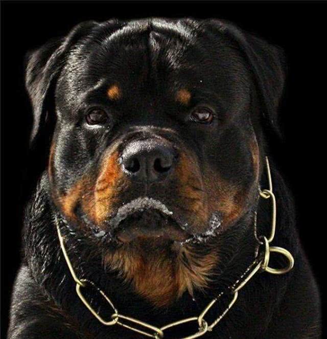 2种世界顶尖护卫犬,号称黑色飓风,喜欢以暴制暴的猛犬